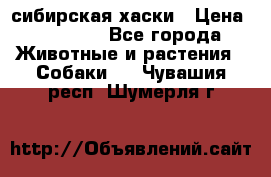 l: сибирская хаски › Цена ­ 10 000 - Все города Животные и растения » Собаки   . Чувашия респ.,Шумерля г.